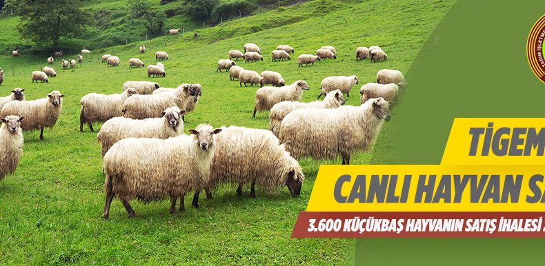 TİGEM Canlı Hayvan Satışı Yapacak