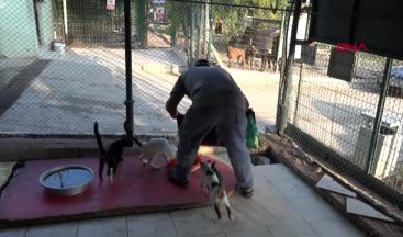 Adana’ya Yeni ve Modern Hayvan Barınağı