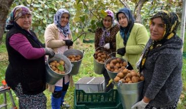 Bartın Bataklık Araziden Tonlarca Kivi Ürettiler