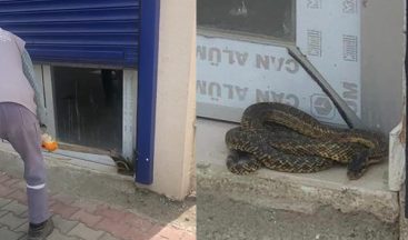 Sıcaklık Arttı Yılanlar Ortaya Çıkmaya Başladı