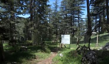 Antalya’da O Çiçeği Koparana 73 Bin Lira Ceza