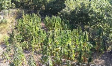 Malatya’da Kenevir Operasyonu