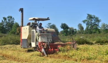 Samsun’da Hasat Başladı