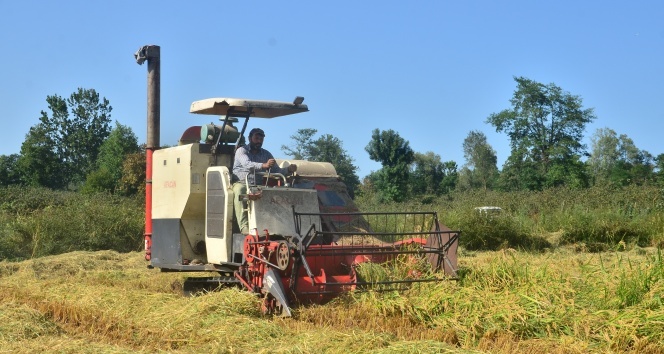 Samsun’da Hasat Başladı