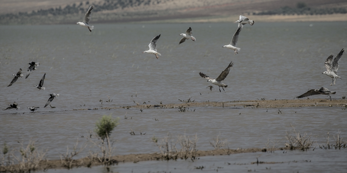 yarseli göleti sular çekildi