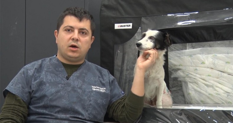 Araba altında ezilen köpeğin daha önce de vurulduğu ortaya çıktı