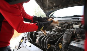 Araç Motoruna Giren Kedi İtfaiye Ekiplerince Kurtarıldı