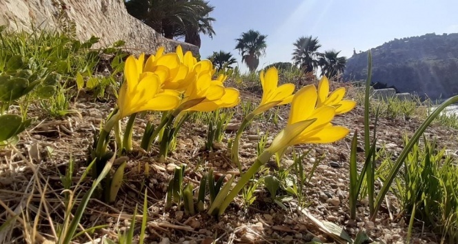 Aydın Güvercinada’nın Çiçekleri Koruma Altına Alındı