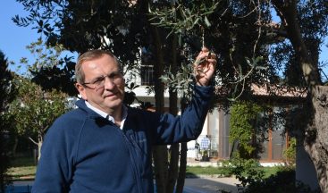 Ayvalık Zeytinyağı’nı taklit eden tağşişli markalarla savaş başladı