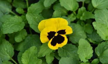 Başkent kış mevsiminde de rengarenk olacak