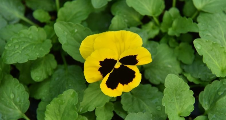 Başkent kış mevsiminde de rengarenk olacak