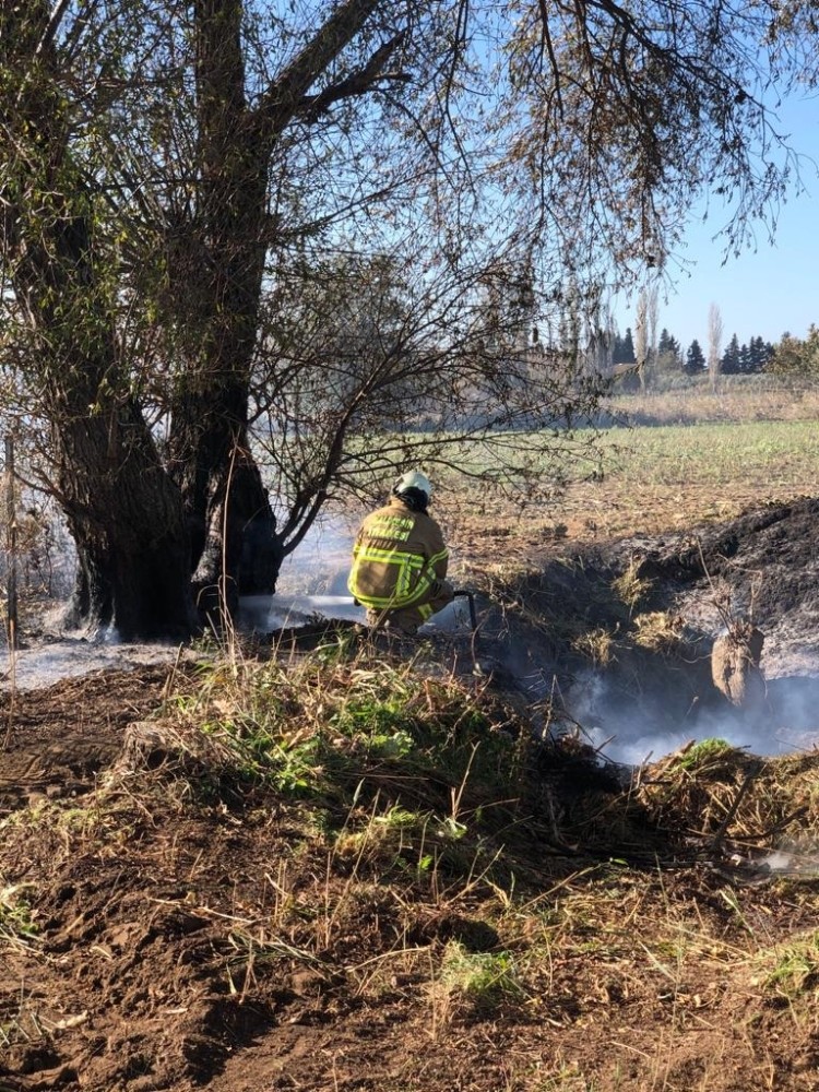 Burhaniye’de ot yangınında kavak ağaçları zarar gördü