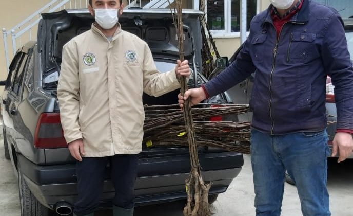 Samsun Büyükşehir’den 2 Bin Ceviz Fidanı Desteği