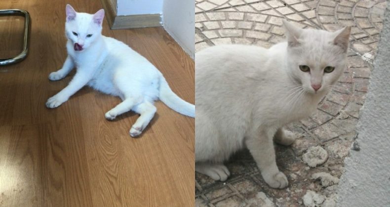 Depremden kurtarılan can dostlar sahiplendiriliyor