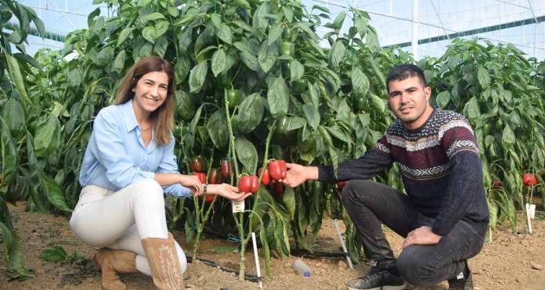 İki kardeş Antalya’da ürettikleri Kaliforniya biberini dünyaya ihraç ediyor