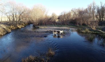 Kangallara Kurt Kanı Maması