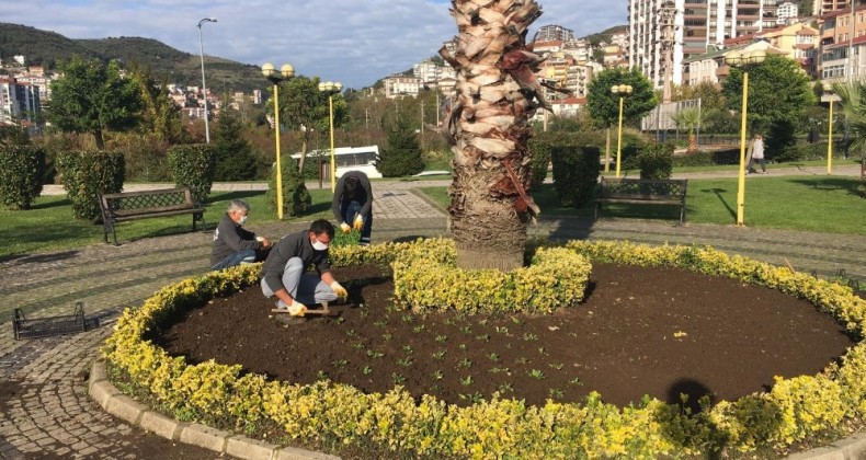 Kdz. Ereğli kış çiçeklerine kavuştu