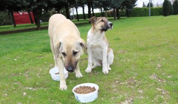 Kocaeli’de 81 ton mama şehrin belli noktalarına dağıtıldı