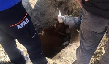 Karabük’te Kuyuya Düşen İneği Ekipler Çıkarttı