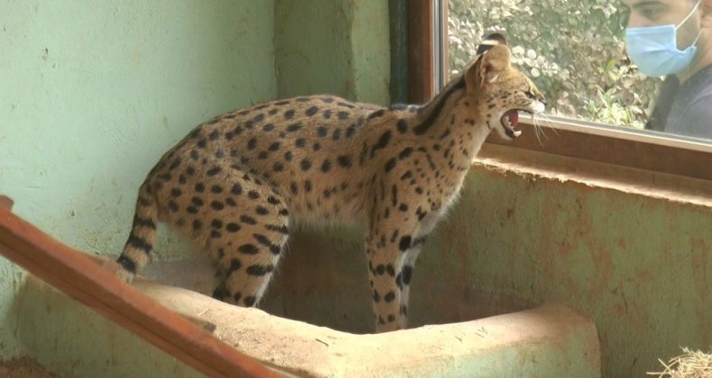Nesli tükenme tehlikesindeki vahşi kediye eş aranıyor