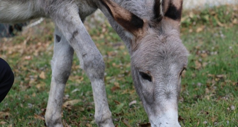 Pekmez’in Hayvan Barınağında En Yakın Arkadaşları Köpekler