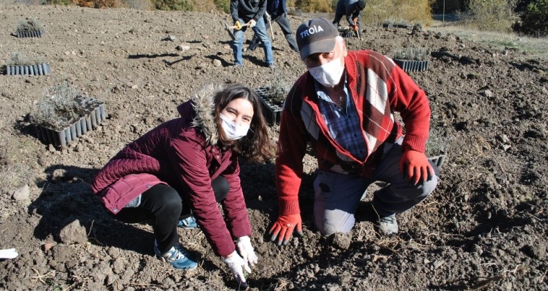 Sarıcakaya Lavanta Kokacak