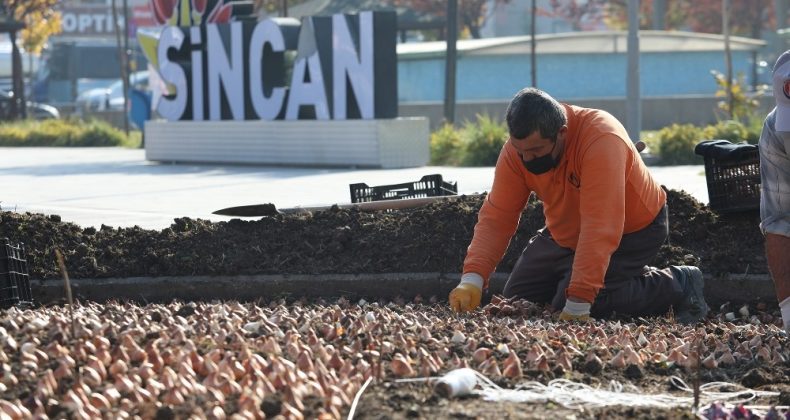 Sincan’da Binlerce Lale Soğanı Toprakla Buluştu