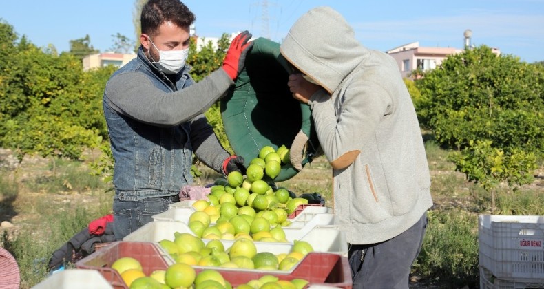 Tescilli Lamas limonu hasadı bereket duası ile başladı