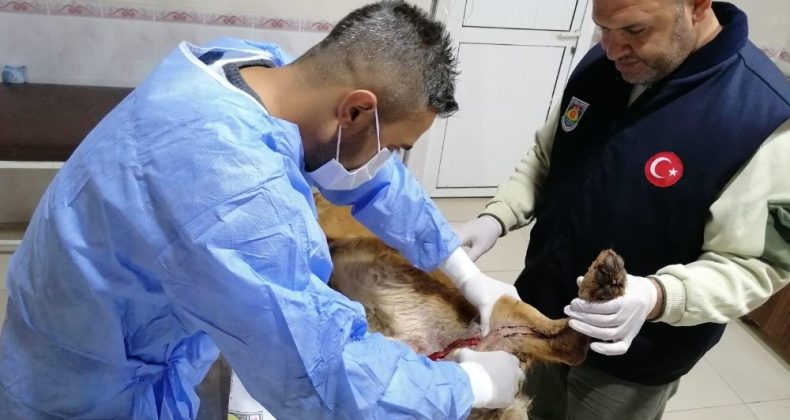 Tüfekle vurulan Paşa sağlığına kavuştu