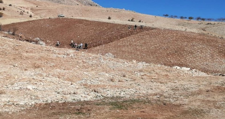 Tut ilçesi lavanta kokacak