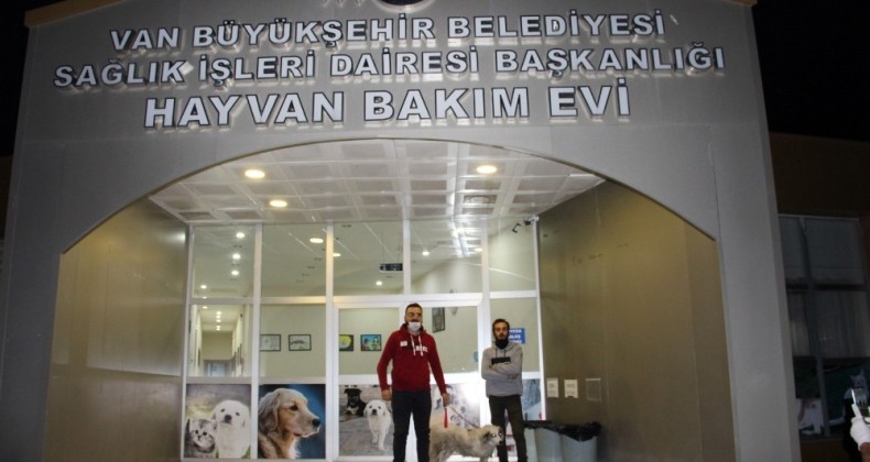 Van Büyükşehir Belediyesi bir sokak hayvanını daha sağlığına kavuşturup sahiplendirdi