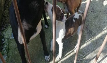 Yasak ırk köpek besleyen kişiye ceza yağdı