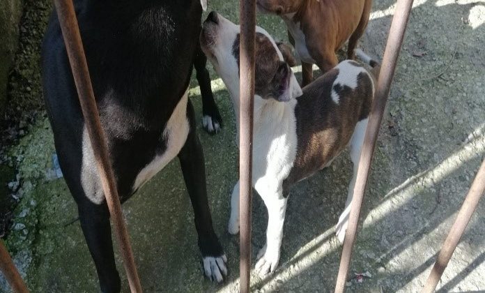 Yasak ırk köpek besleyen kişiye ceza yağdı