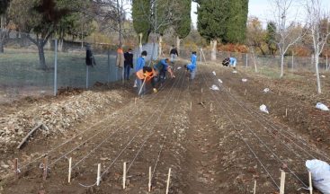 10 bin adet lale soğanı toprakla buluştu