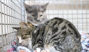 7 buçuk milyon liraya yapılmıştı, bin 150 hayvana sıcak yuva oldu