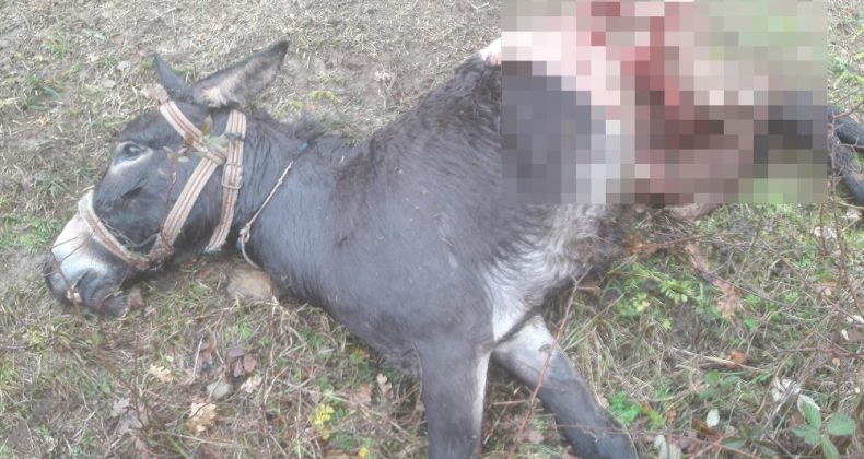 Aç kurtlar eşeği parçalayarak telef etti