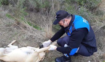 Adana polisi sokak köpeklerini unutmadı