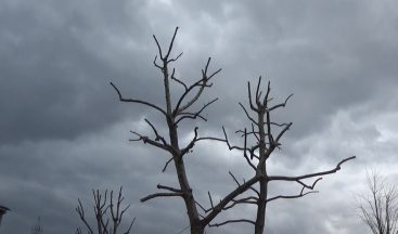 Ağaçlarda budama işlemi devam ediyor