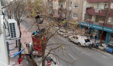 Ağaçta iki gün boyunca mahsur kalan yavru kedi kurtarıldı