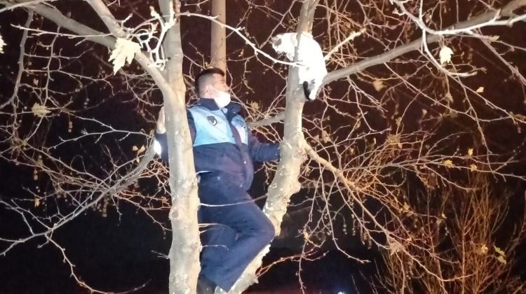 Ağaçta mahsur kalan kediyi zabıta kurtardı