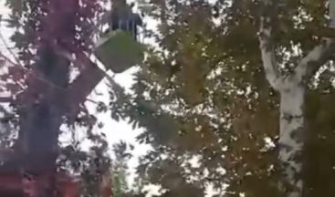 Ağaçta mahsur kalan papağanı itfaiye kurtardı