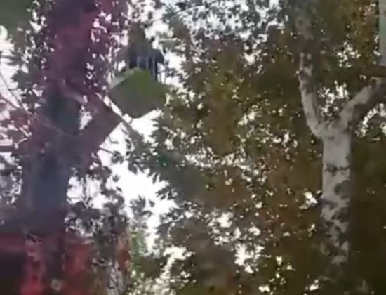 Ağaçta mahsur kalan papağanı itfaiye kurtardı