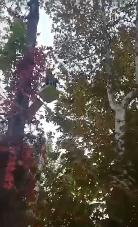 Ağaçta mahsur kalan papağanı itfaiye kurtardı