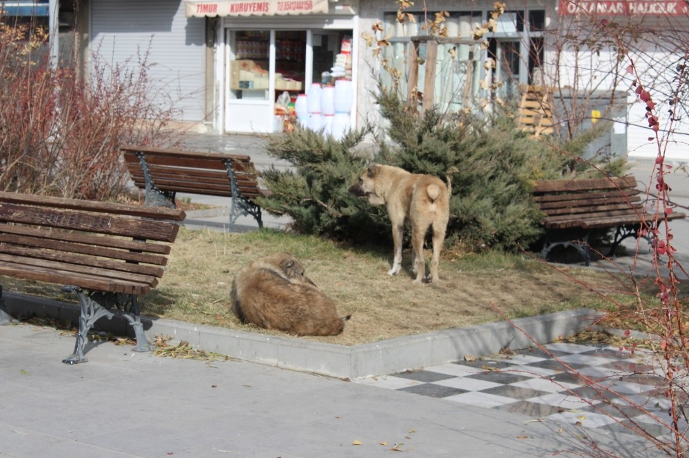 Ağrı’da kısıtlamalar sonrası cadde ve meydanlar sokak hayvanlarına kaldı