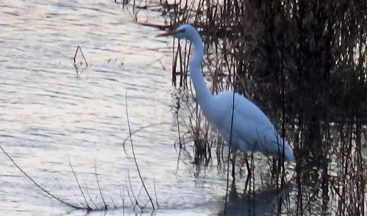 Ak balıkçıl, Kelkit çayında görüntülendi