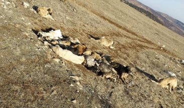 Akıl almaz olay, 29 köpek uyuşturulmuş olarak bulundu