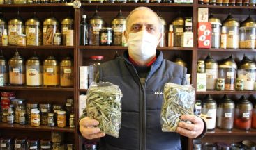 Aktarlarda zeytin yaprağı yok satıyor