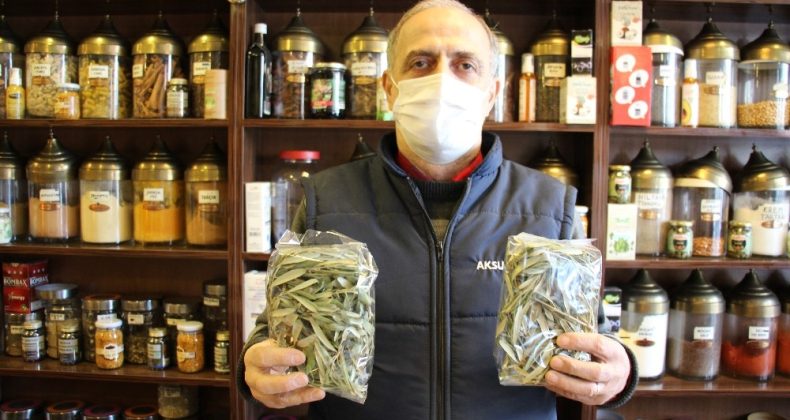 Aktarlarda zeytin yaprağı yok satıyor