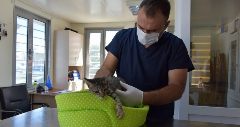 Aliağa’da 2020 yılında 4 bin 72 sokak hayvanının bakım ve tedavisi yapıldı
