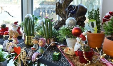 ANFA Bitki Evi’nde yeni yıl çiçekleri Başkentlileri bekliyor